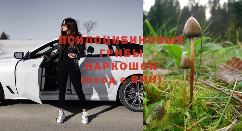 Псилоцибиновые грибы Magic Shrooms  Заинск 